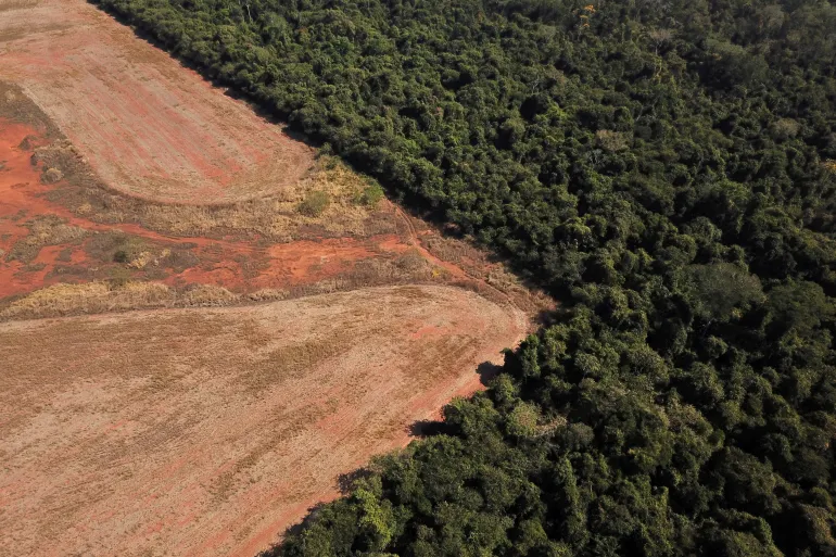 Scientists have said that widespread deforestation in the Amazon rainforest could complicate efforts to combat climate change.