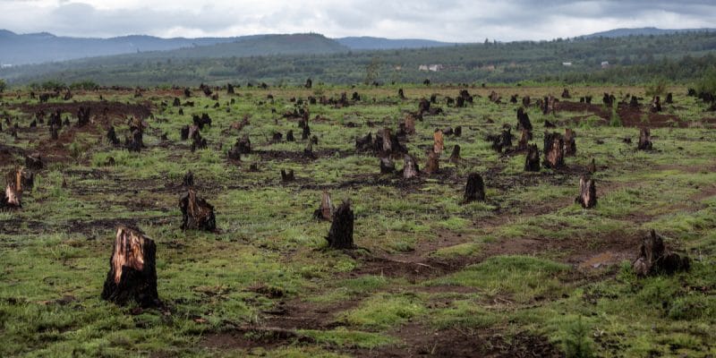Massive deforestation in Côte d'Ivoire