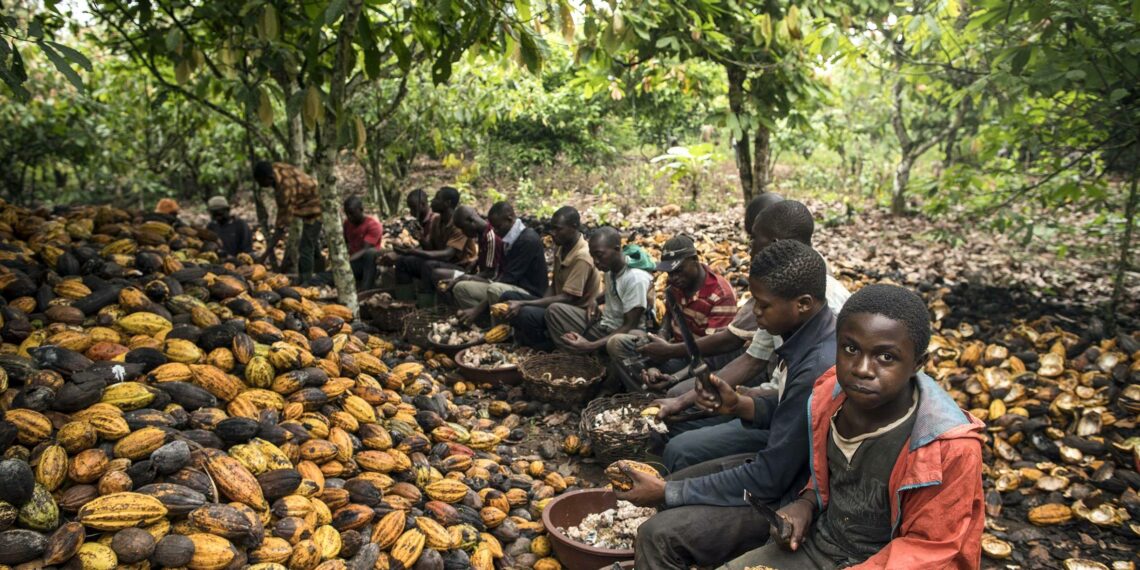 Shady cocoa farming at the root of Côte d’Ivoire’s deforestation.