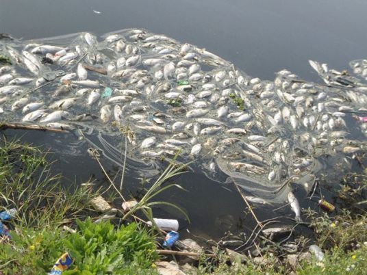 Nile littered with dead fish