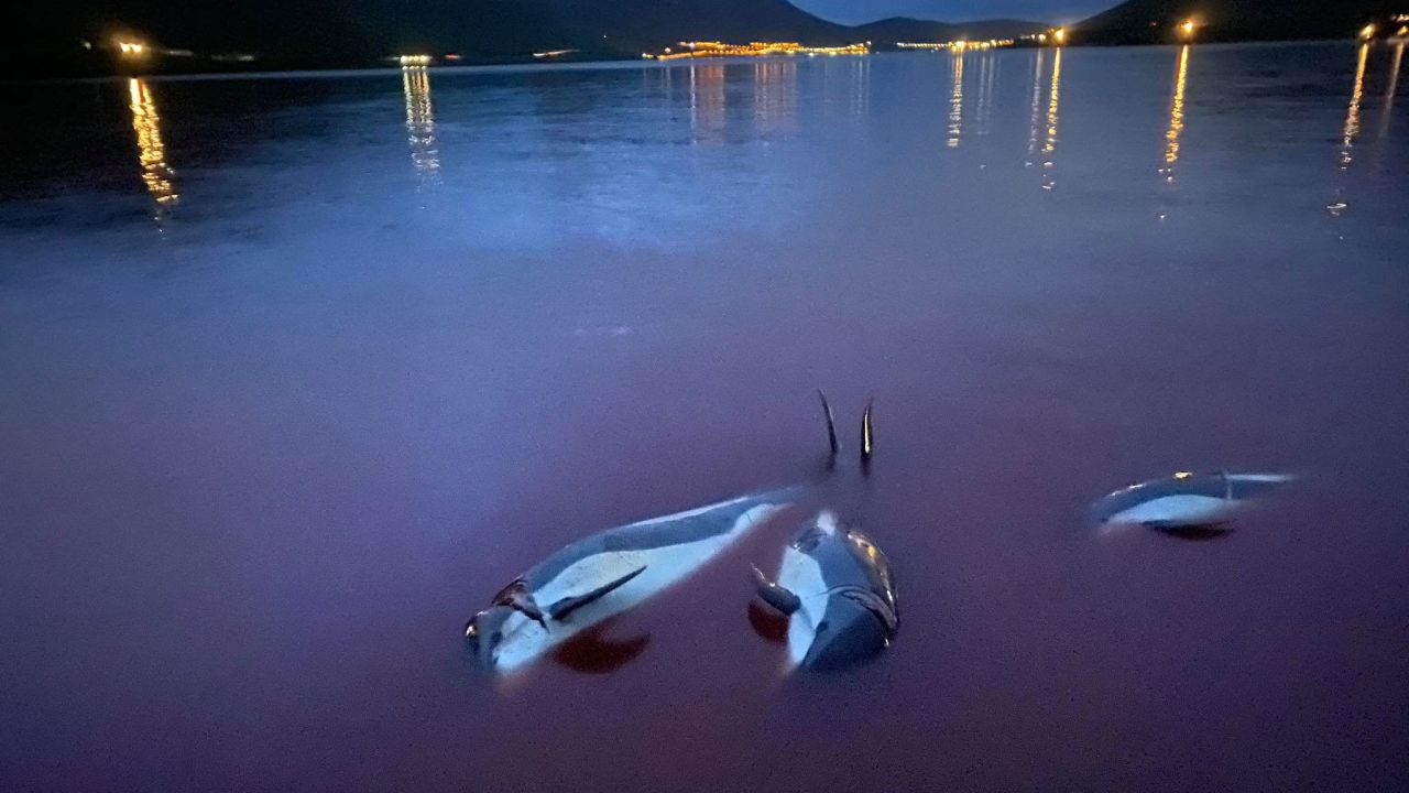 The mass killing of dolphins in the Faroe Islands