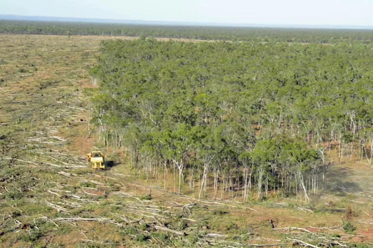 About 1.4 million hectares of forest has been cleared since 2010 on Australia's east coast