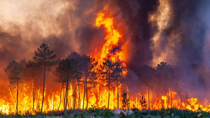 Forest fires in France