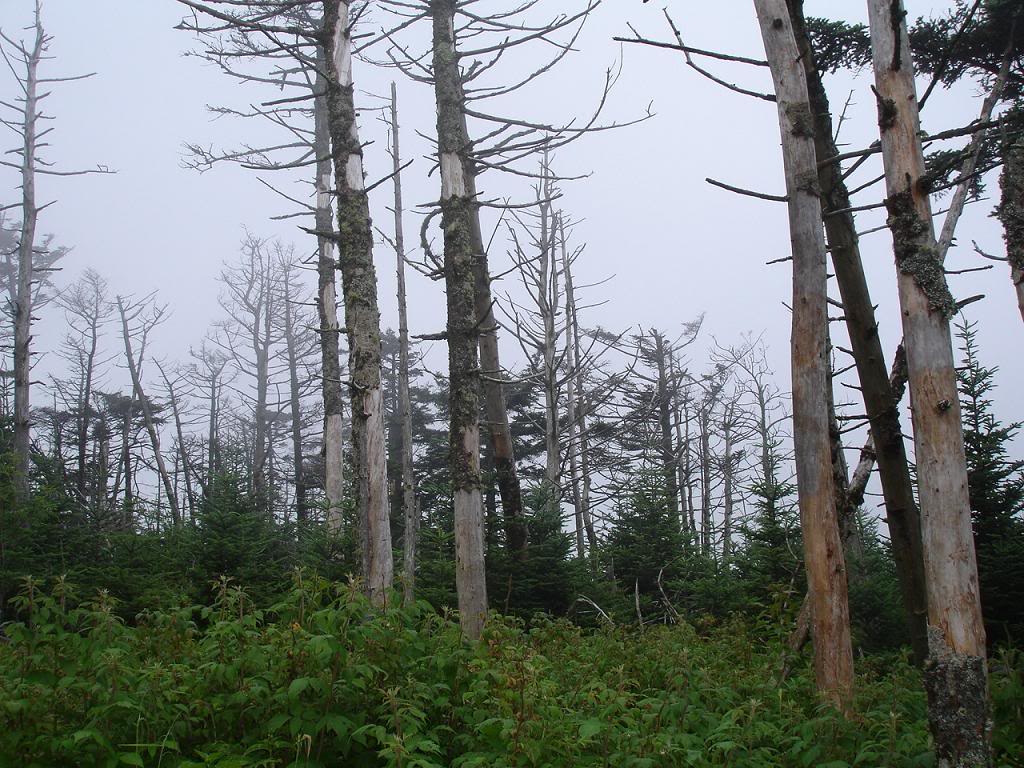 Acid rain in the Kronau forest, Germany