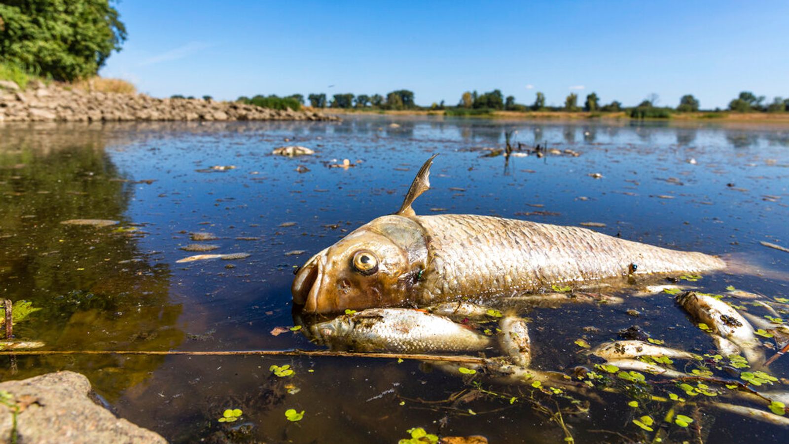 Mass fish die-off in Oder river
