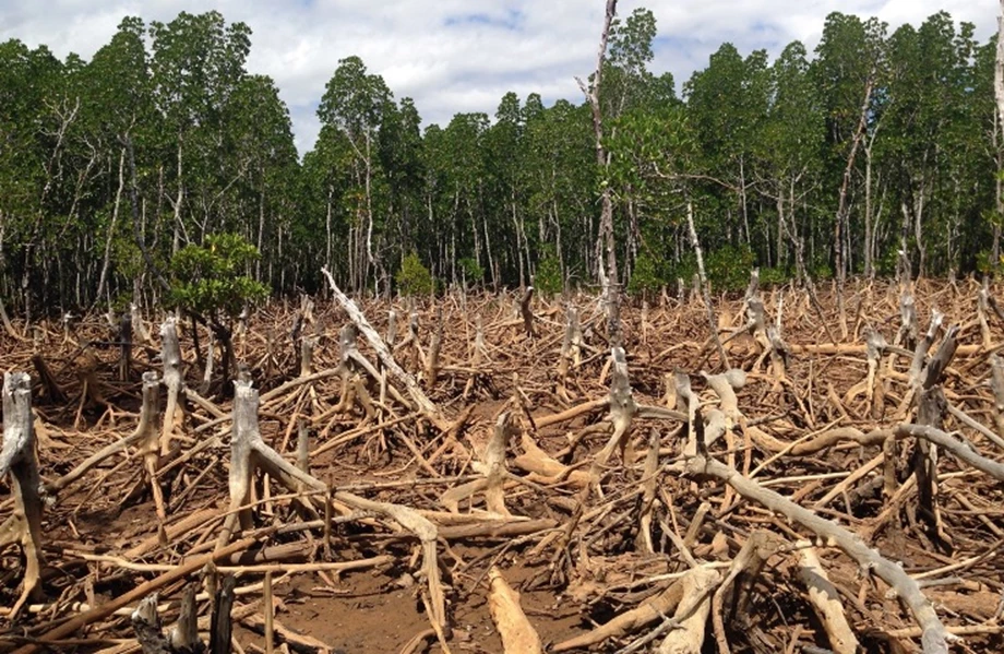 Deforestation in Ghana