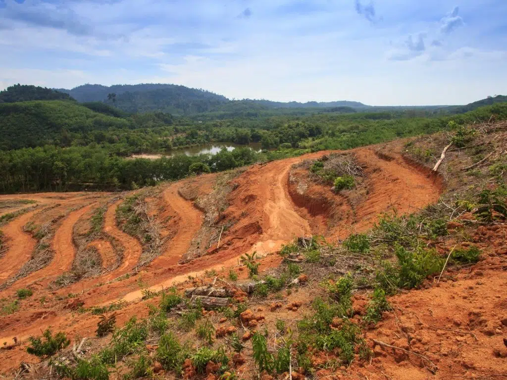 Impact of mining on the forest