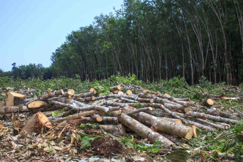 The deforestation in Ghana: causes and solutions