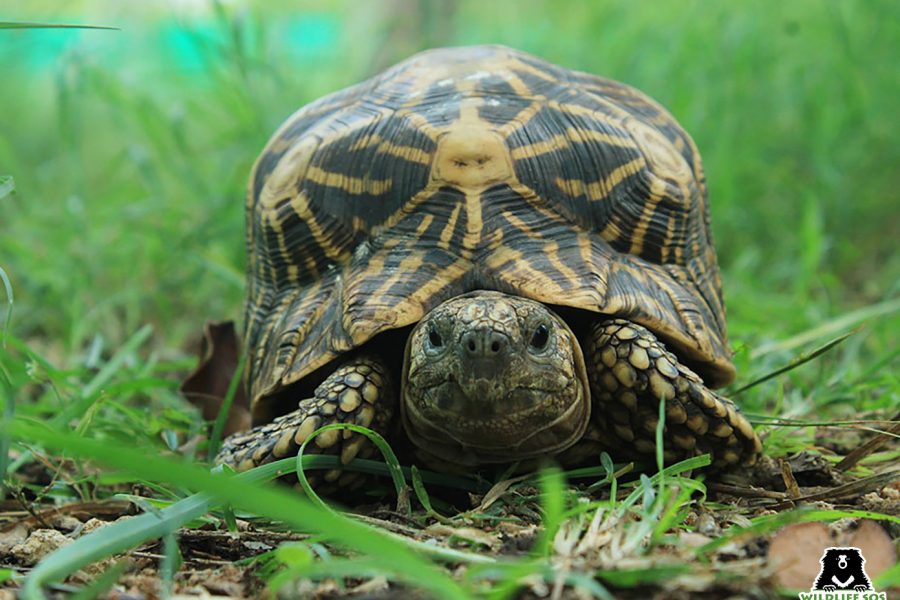 The Indian star tortoise is falsely believed to bring good fortune and is therefore massively targeted for illegal pet trade.