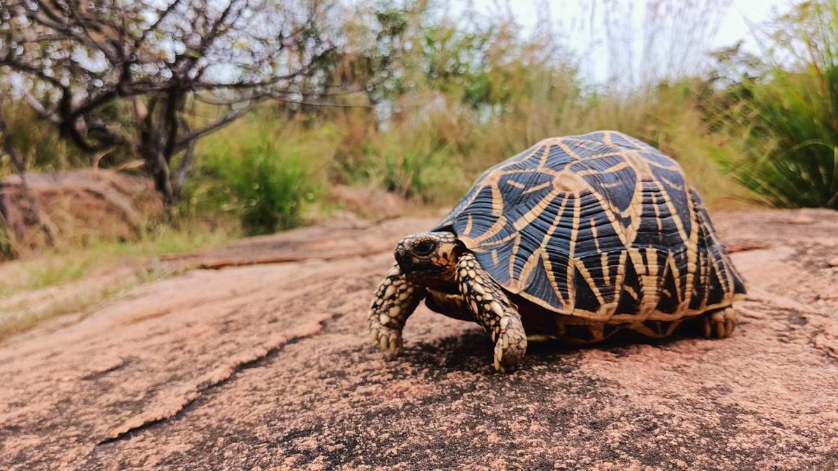 Indian Star Tortoise (Geochelone elegansA Thai customs officer shows Indian star tortoises seized in Bangkok. If the smuggled tortoises had made it past customs, they could have been legally traded, thanks to a loophole in Thailand’s wildlife protection laws