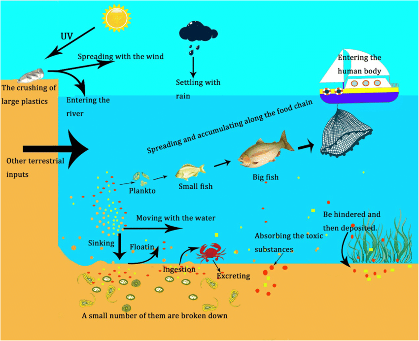 The migration path of microplastics in water environment.