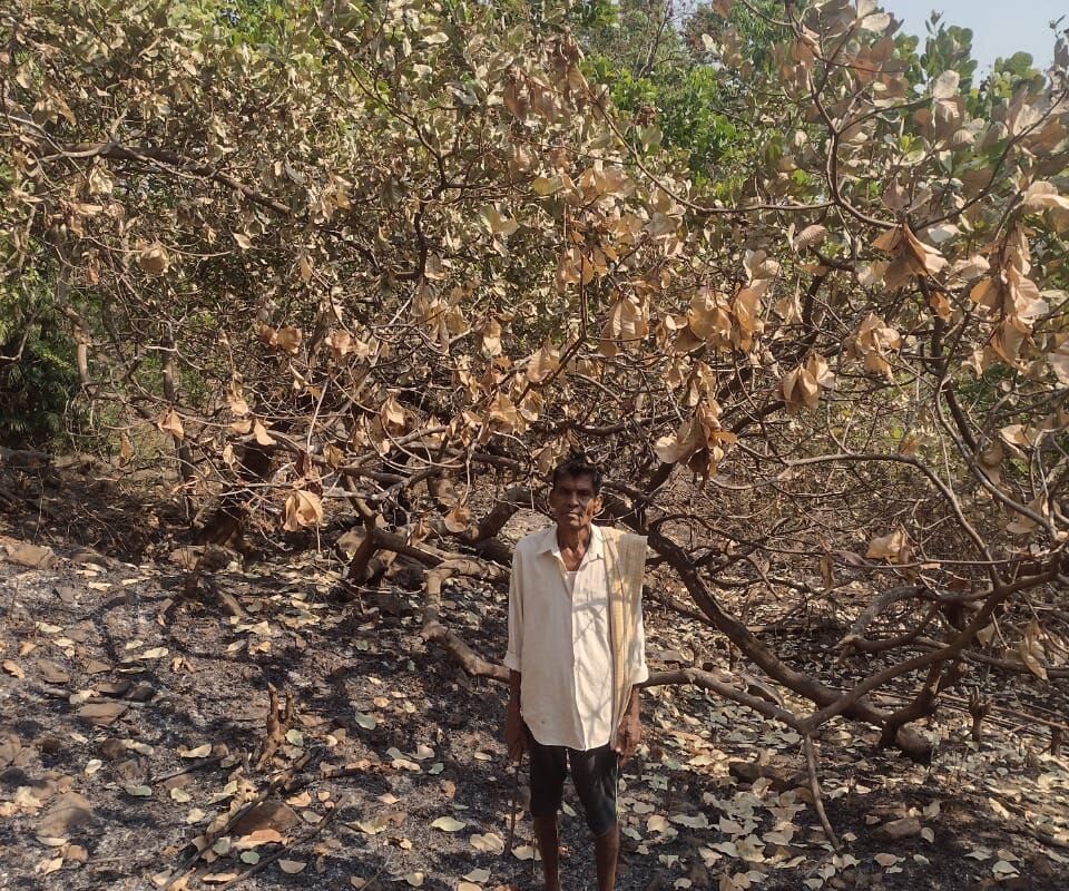 Vasudev Vithal Gawas stands by a cashew tree gutted by the forest fires.