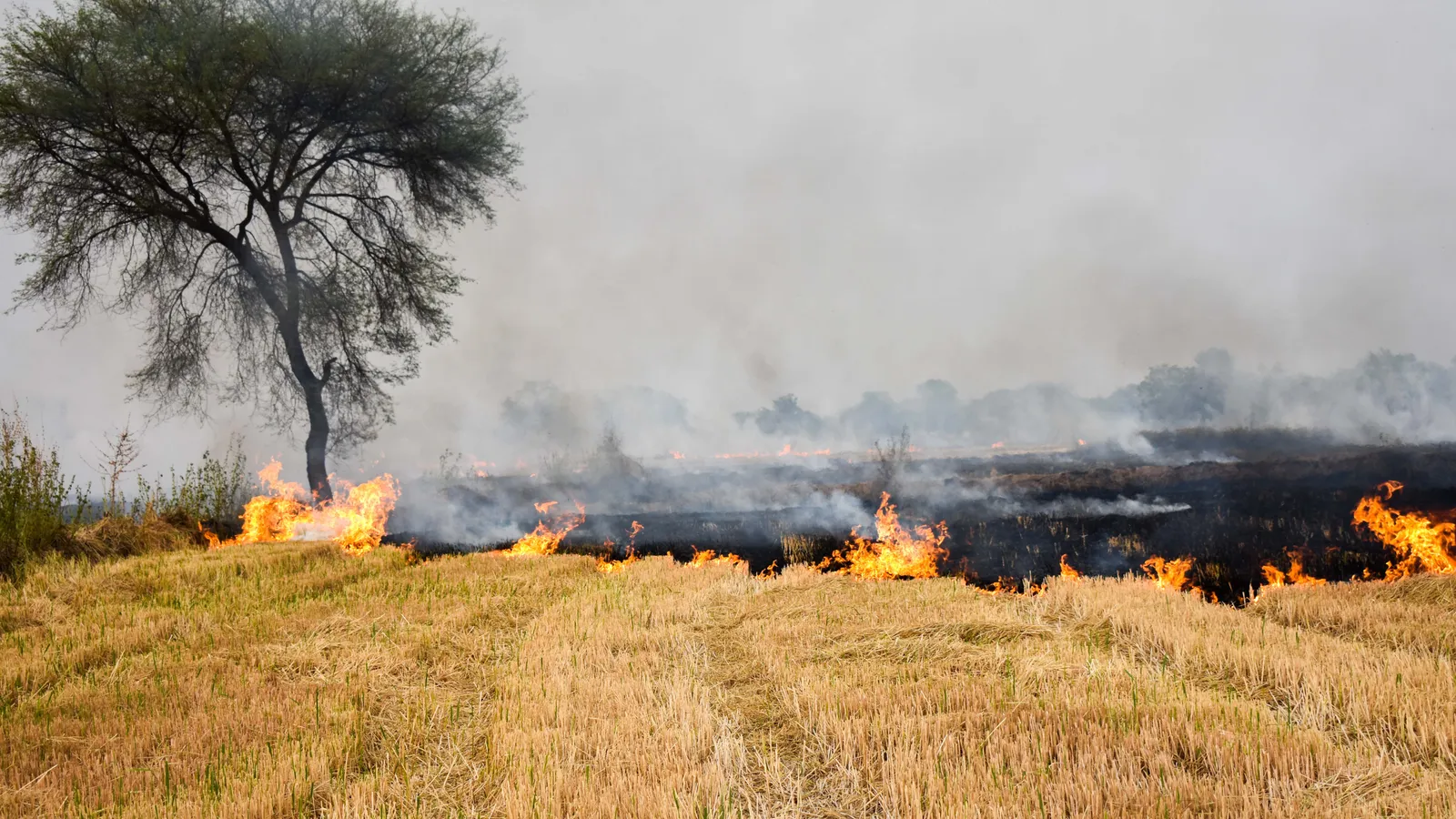Burning crop residue after harvest has been outlawed in several Indian states, but the ban has proved hard to enforce