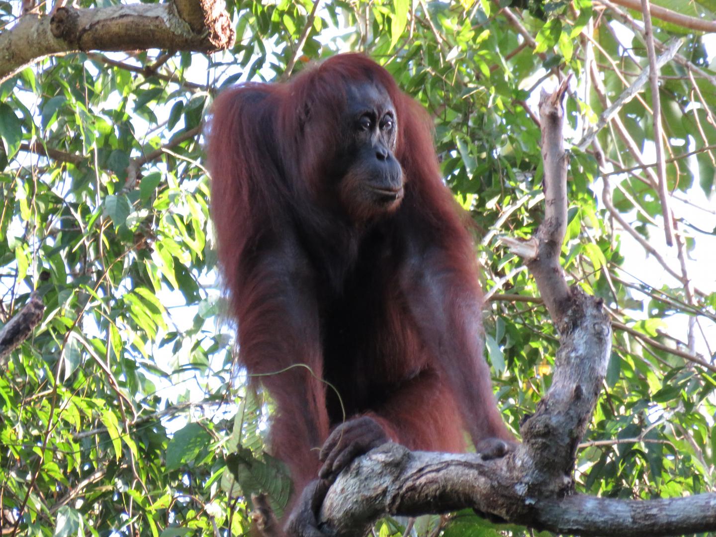 Orangutans disappear Indonesia and Malaysia