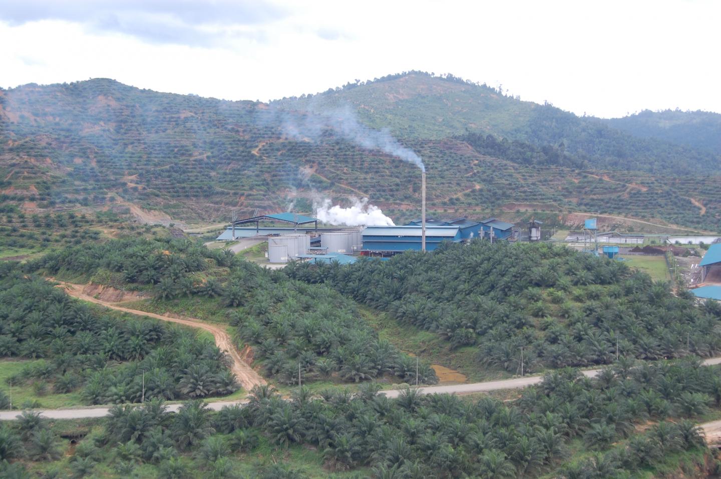 This photograph shows where Bornean forest was cleared for a factory