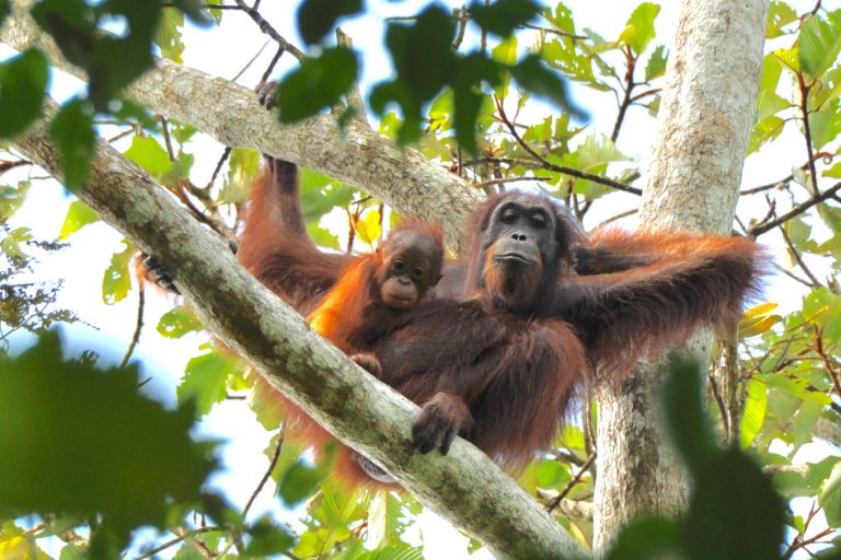 Female Bornean orangutan with offspring.