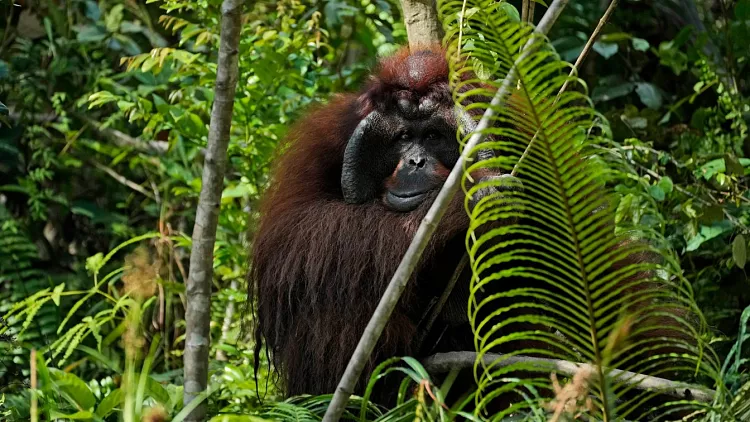 An orangutan at BOSF's (Borneo Orangutan Survival Foundation) Samboja Lestari Orangutan Rescue and Rehabilitation Centre, near the site of the country's new capital city.