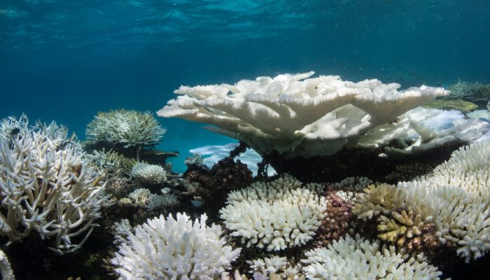 Coral bleaching, May 2016.