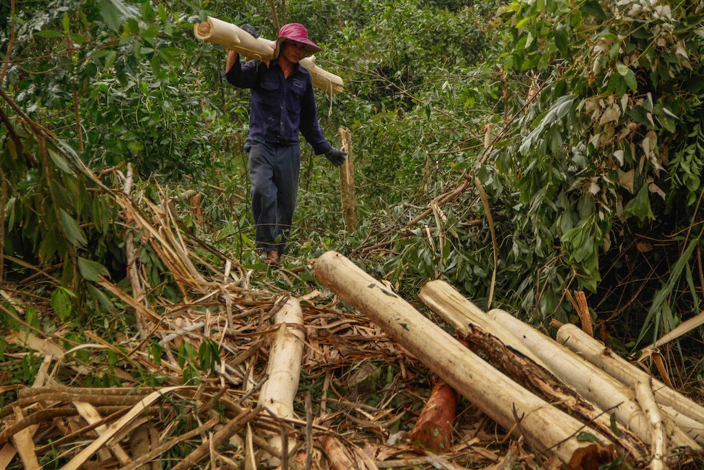Deforestation In Asia