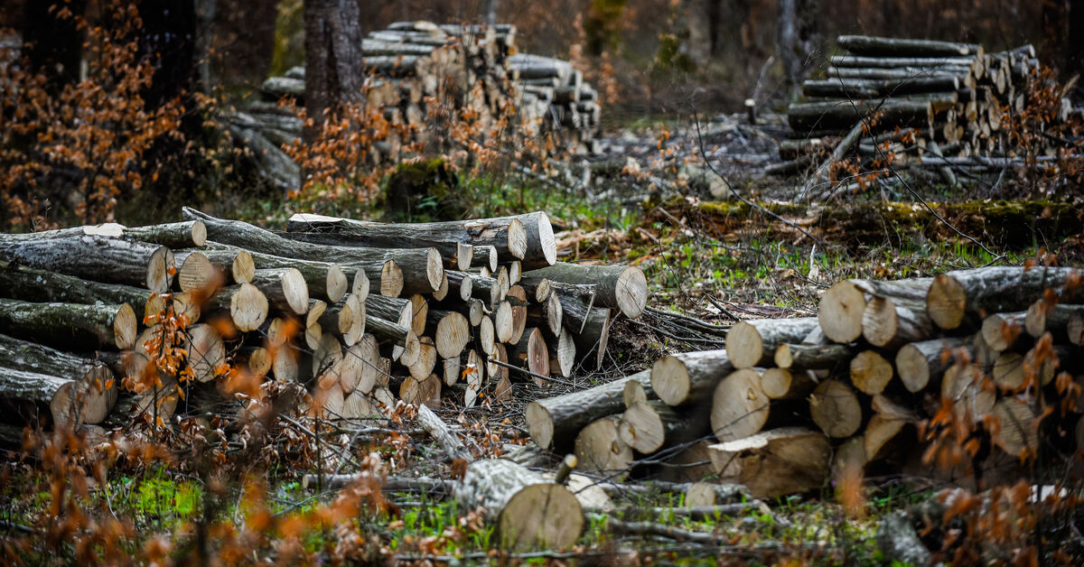 Massive Turkey-led logging in Iraqi Kurdistan causes outcry
