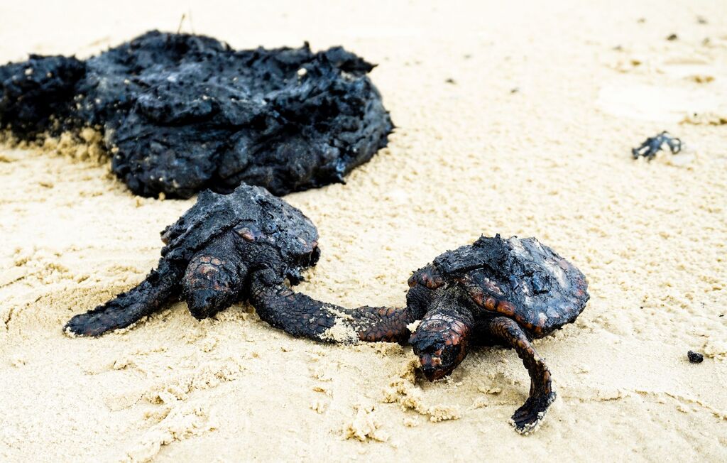 Turtles covered in tar in the Gador Nature Reserve after an oil spill off the coast of Israel.