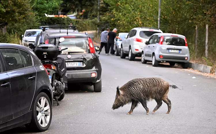 A wild boar in Rome, on Sept 27, 2021. Rubbish bins have been a magnet for the families of boars who emerge from the extensive parks surrounding the city to roam the streets