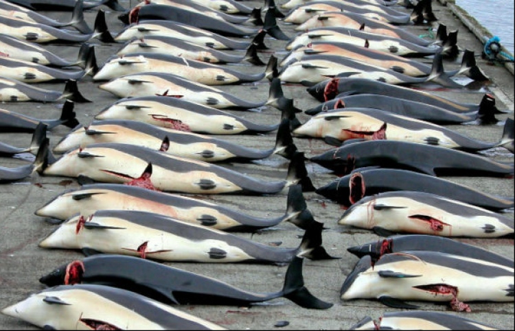 The killing of whaling in Japan