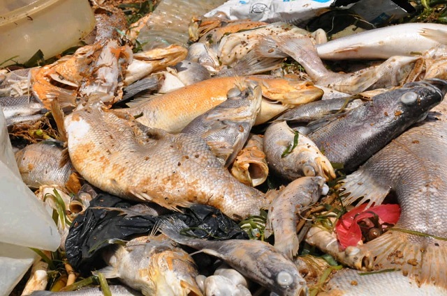Dead fish on the shores of Lake Victoria in Uganda and Kenya