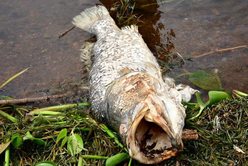 Ugandans baffled by dead perch washed up on Lake Victoria shore