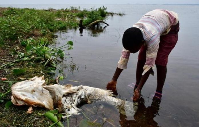 Ugandans baffled by dead perch washed up on Lake Victoria shore