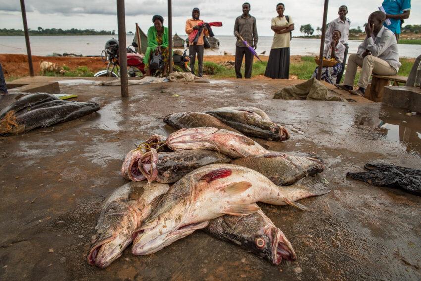 Lake Victoria locals blame companies for mysterious mass fish die-offs