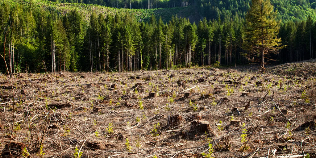 Deforestation in Kenya