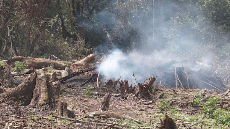 A fire burns in a deforested area of Olpusimoru Forest Reserve