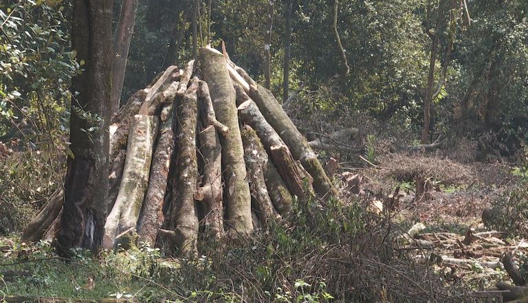 Timber harvested in Olpusimoru Forest Reserve.