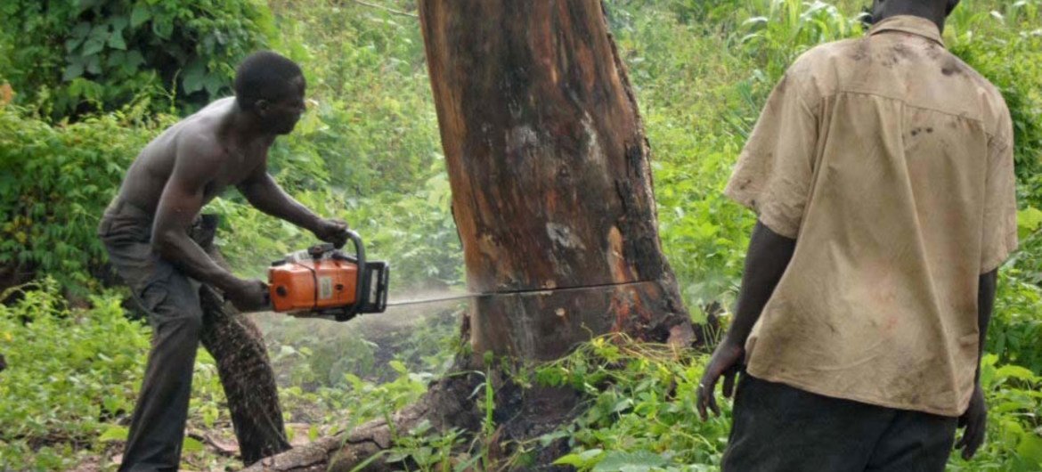 Forest logging in Kenya