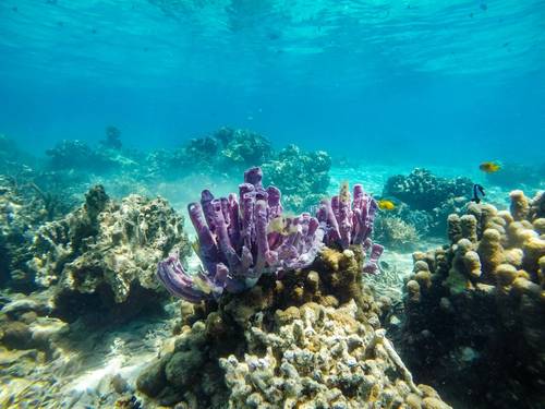 Coral reefs off East Africa could disappear within 50 years, study finds