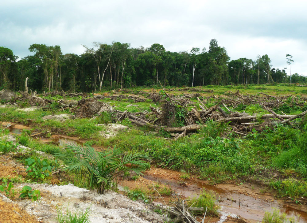 Deforestation in Liberia