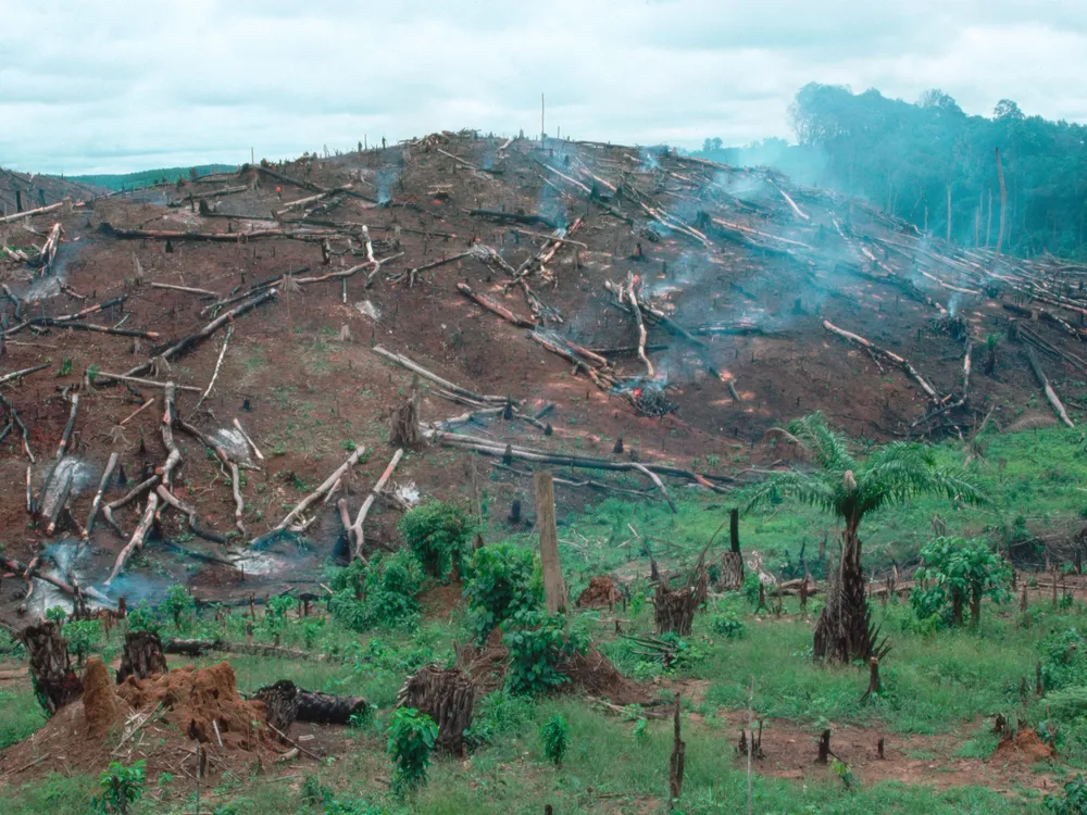 Deforestation in Liberia