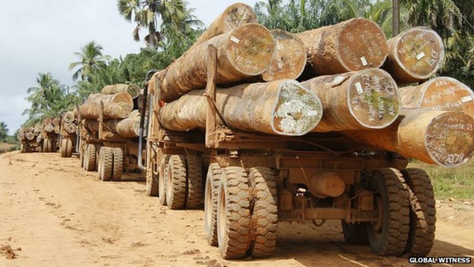 All Liberia's logging concessions are to be reviewed by an independent body