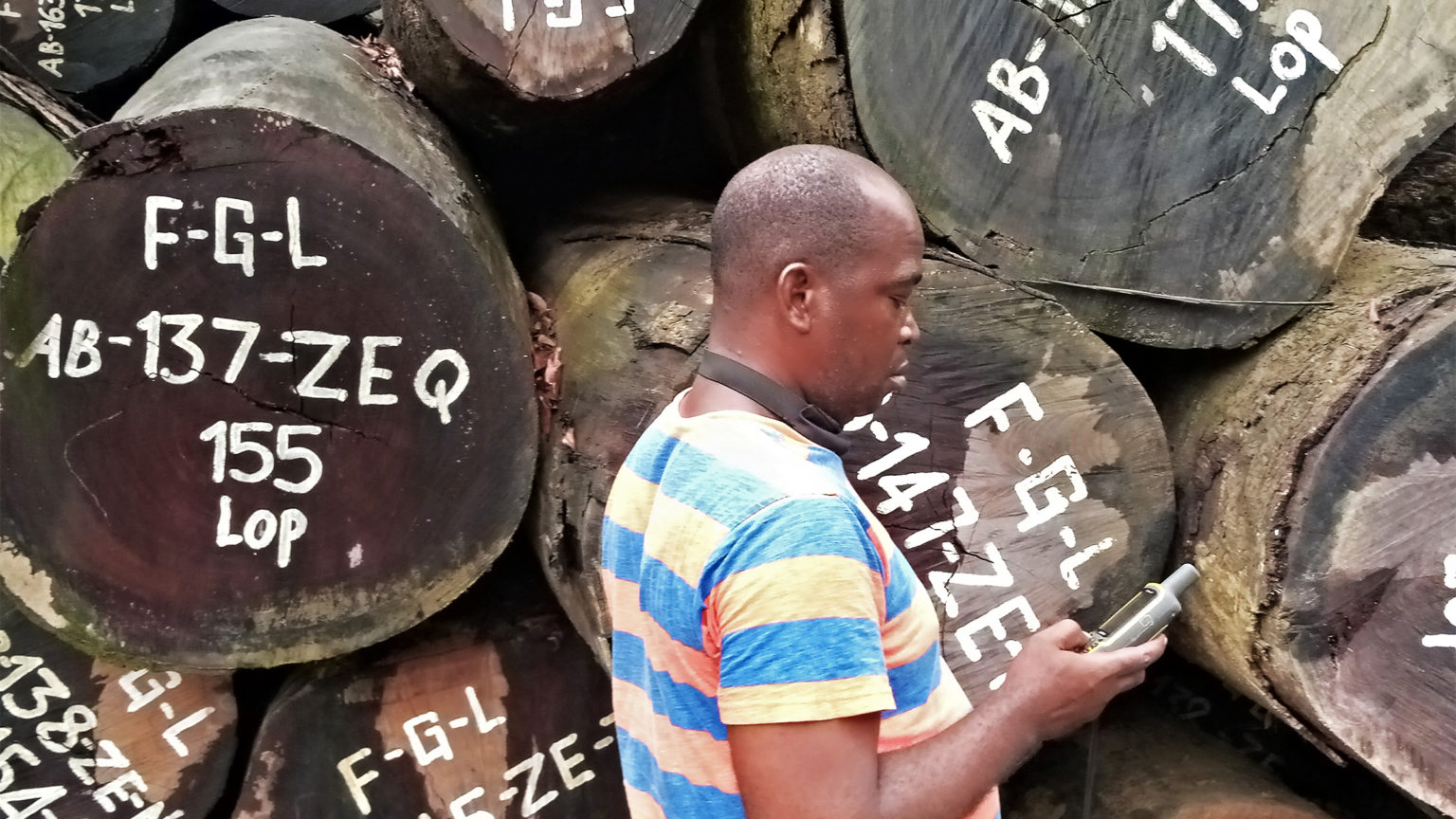Liberian civil society investigator stands in front of ekki trees that were illegally cut by Renaissance Group Incorporated.