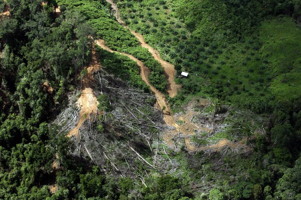 Fallen trees from a rainforest (center) are cleared to make way for agricultural space next to an encroaching palm oil plantation (top right) over the Miri interior, in the eastern Malaysian Borneo state of Sarawak, Dec. 13, 2007.