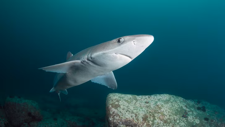 The spiny dogfish's long gestation period has put the species at risk
