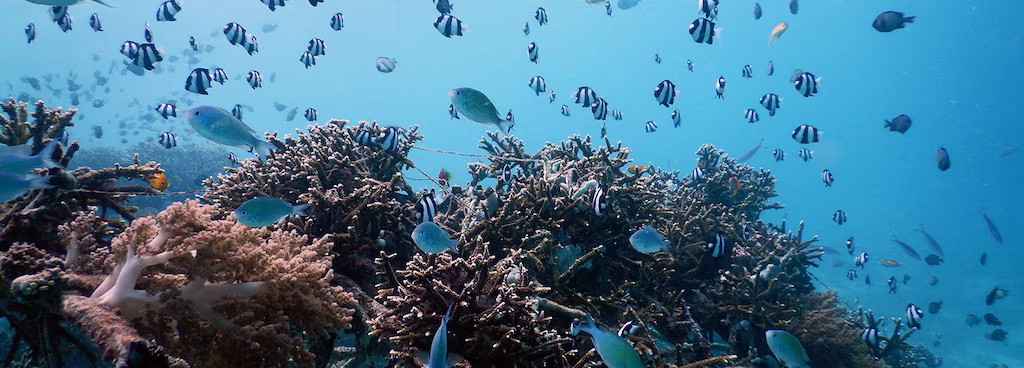 Deep sea creatures in the Maldives coral reef