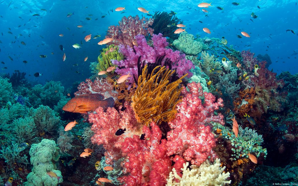Coral reefs in the South Mascarene Islands are at risk