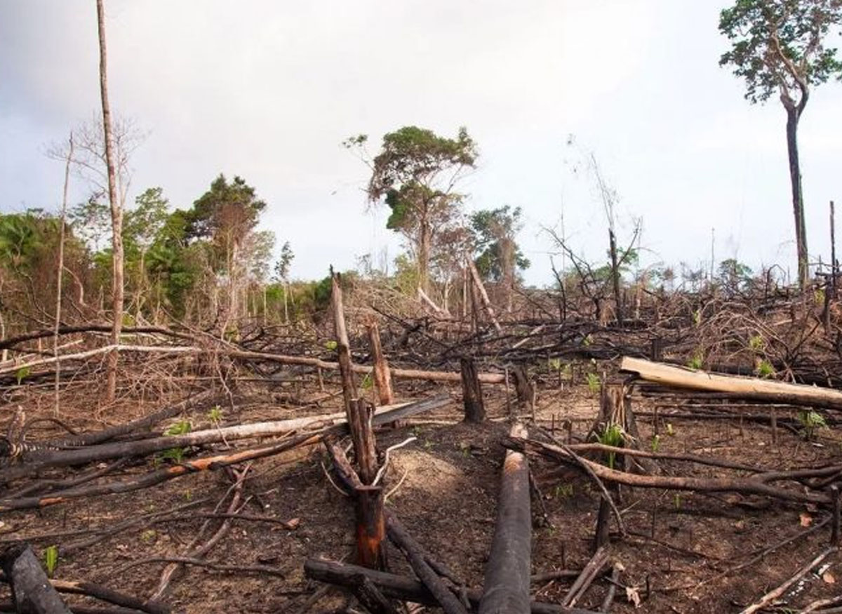 Deforestation jungle in Yucatán, Mexico