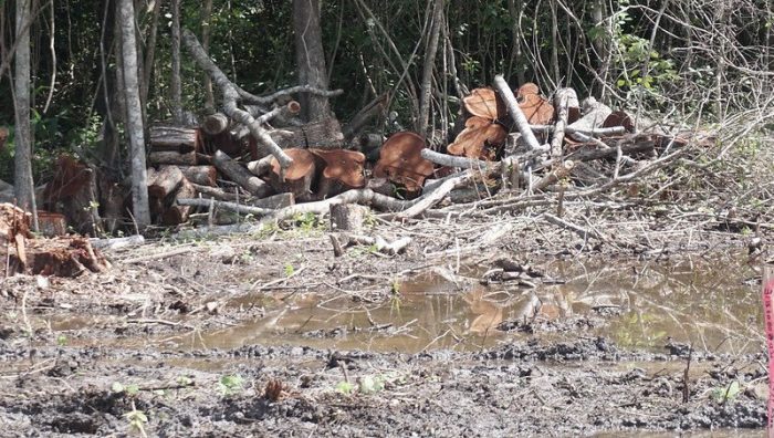 Each year, on average, more than 22 thousand hectares of jungle are deforested in Yucatán