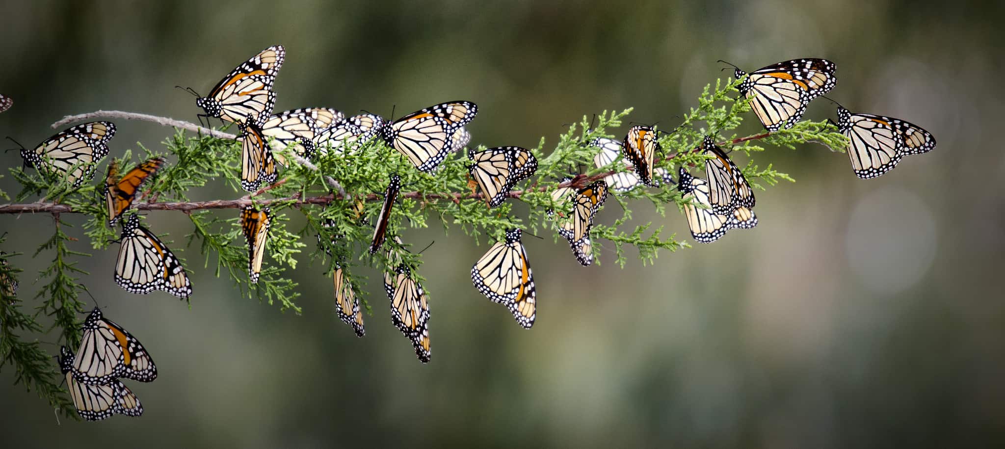 Deforestation in Monarch Butterfly Reserve, Mexico