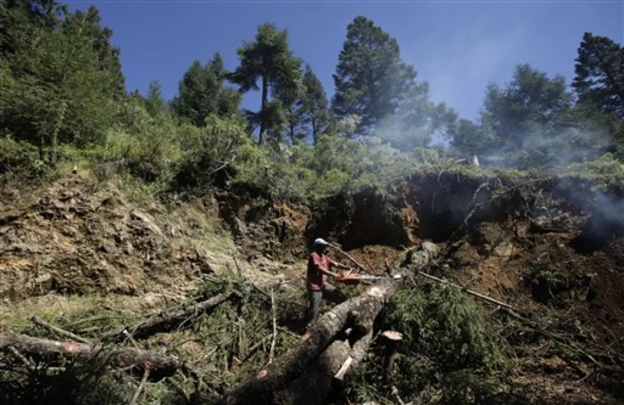 A man cuts down an infected tree at the Monarch Butterfly Sanctuary near Ocampo, Mexico.