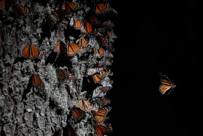 how are monarch butterflies affected by deforestation