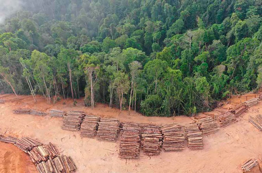 Mass deforestation in Ondo State, Nigeria